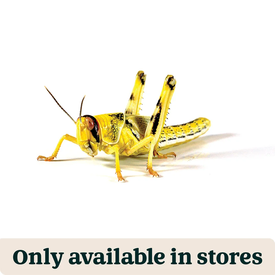Recyclable Pets at Home Locusts Small Hoppers Reptile Food 8-12mm 20 Pack Genuine