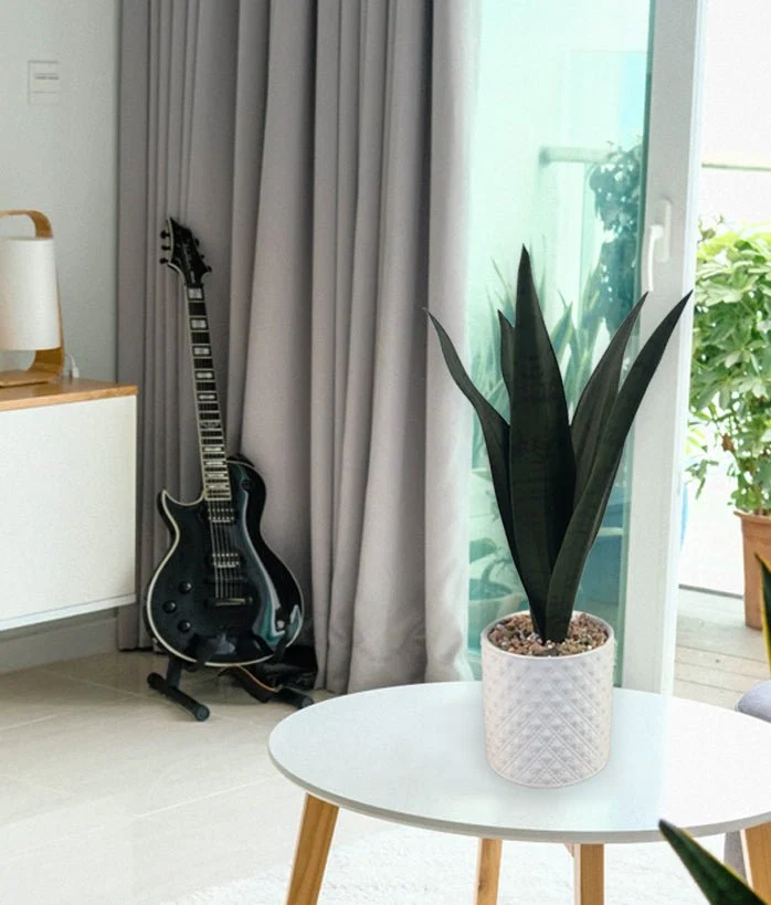First-Class Snake Plant Ceramic Pot 11×37 Crafted
