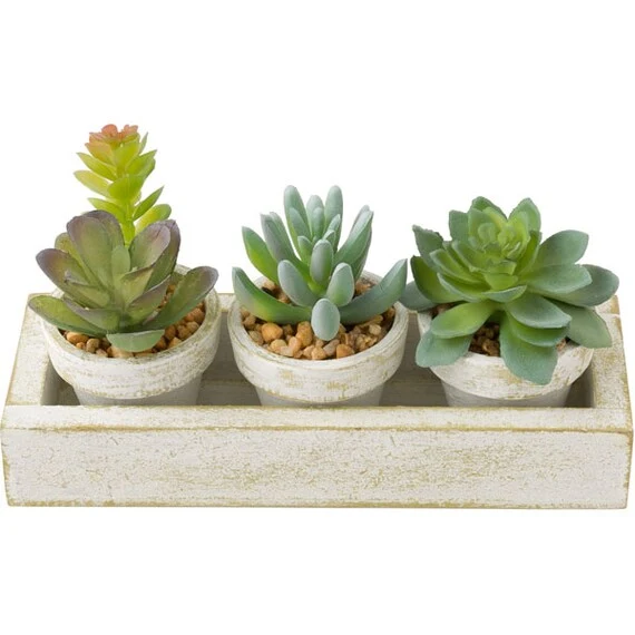 Recyclable 3PCS SUCCULENT WITH TRAY HA34315GN Classic