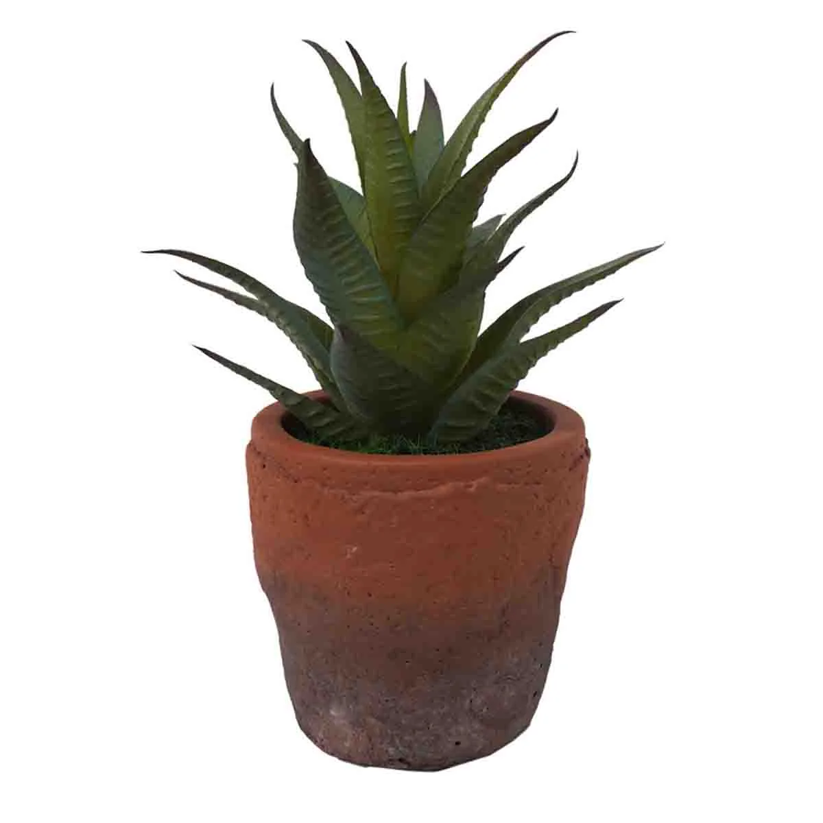 Contemporary Lauren Taylor – Artificial Succulents in Clay White Footed Pots Premium