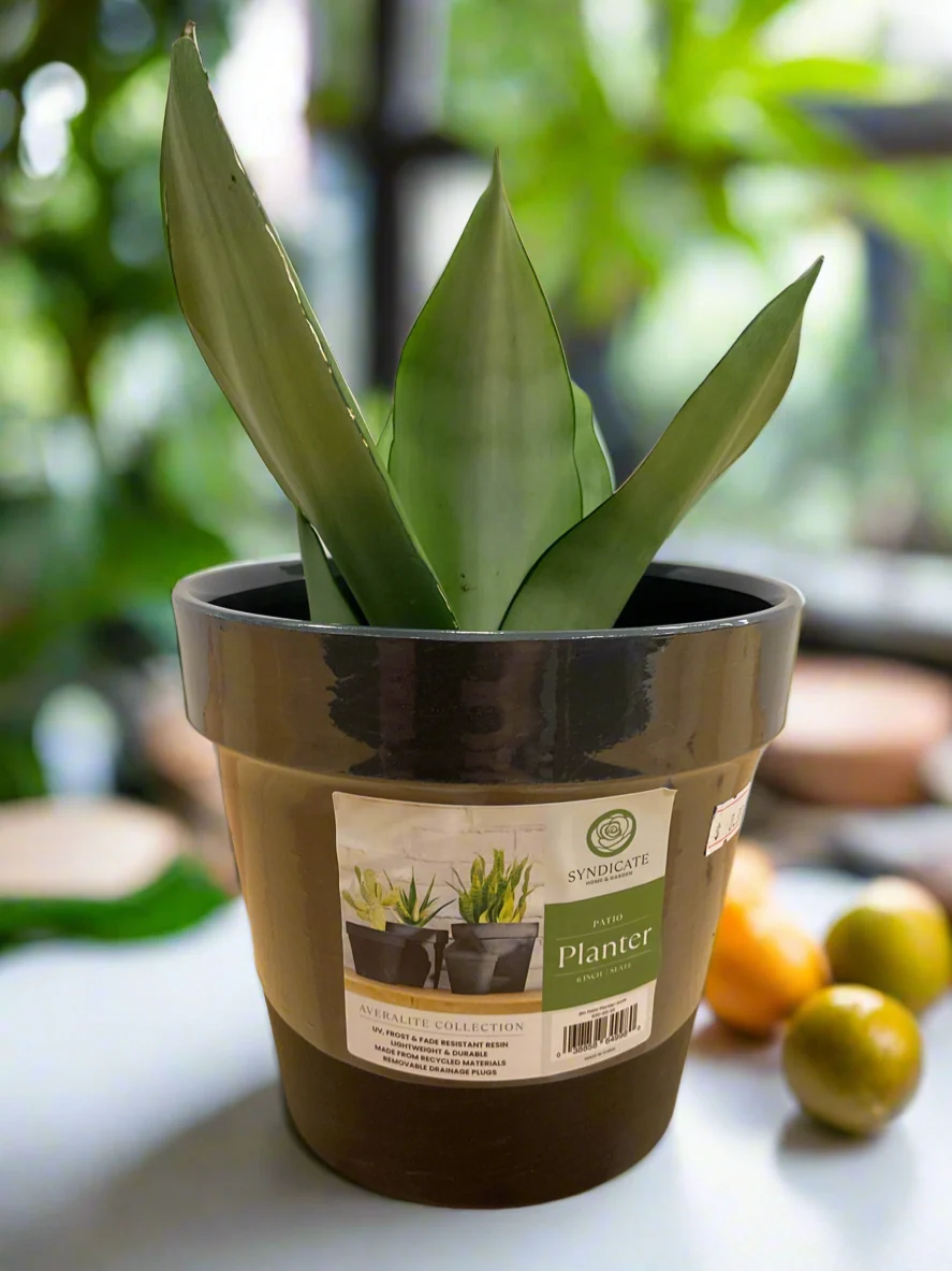 First-Class AVERLITE PLANTER 6 quot OLIVE Authentic