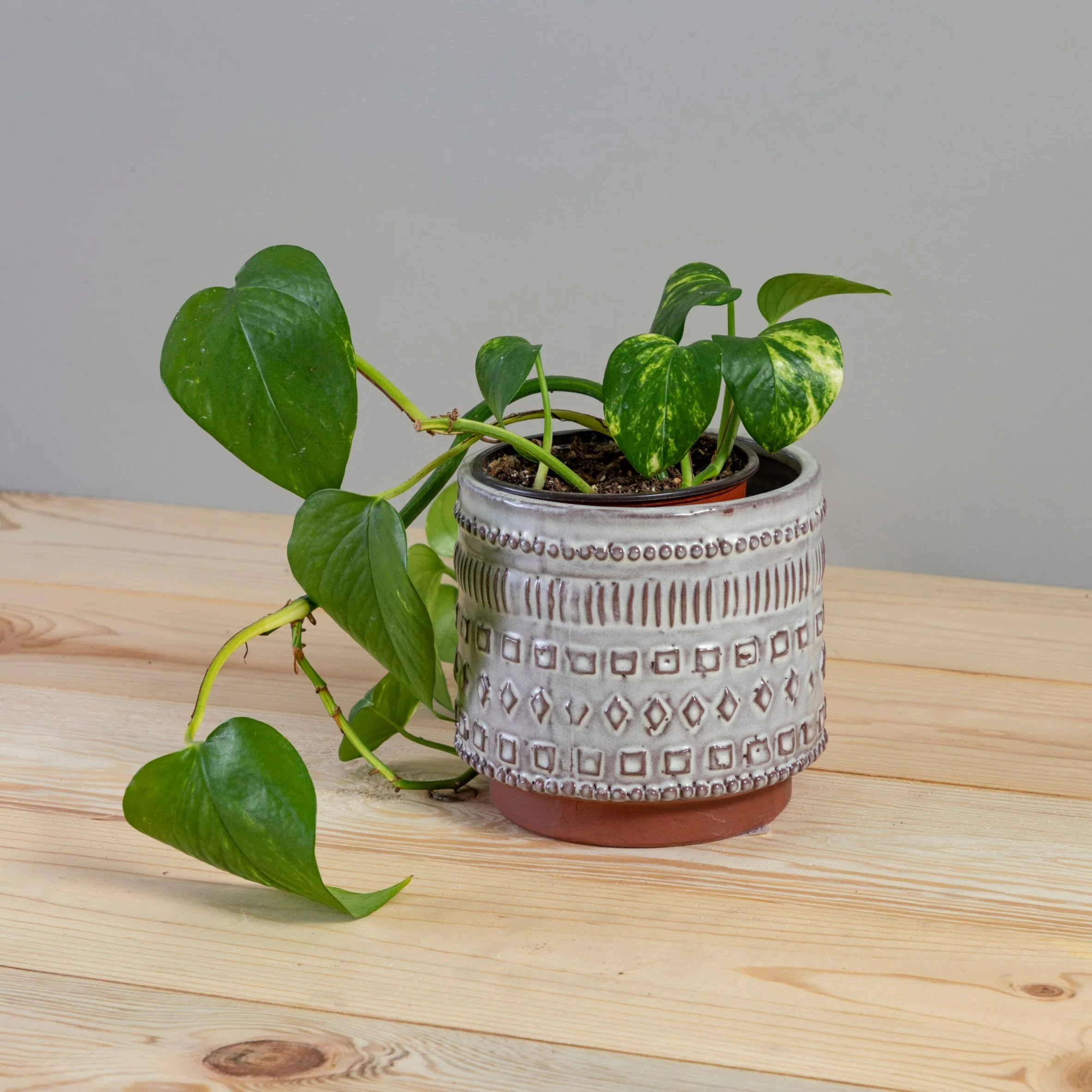 Professional Freja Pot Medium Reliable