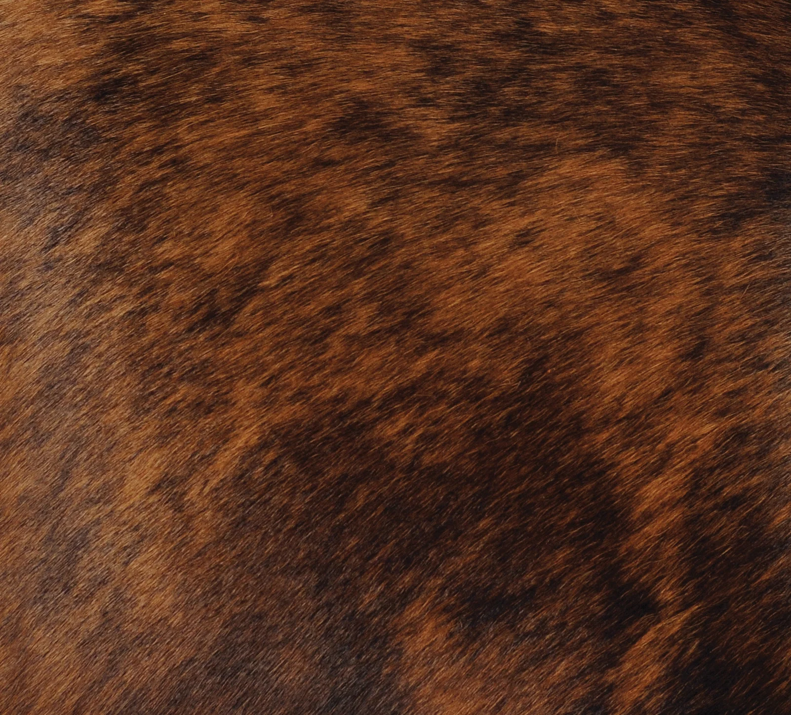 Soft Dark Brindled Hair Upgrade Leather by the Square Foot Exceptional