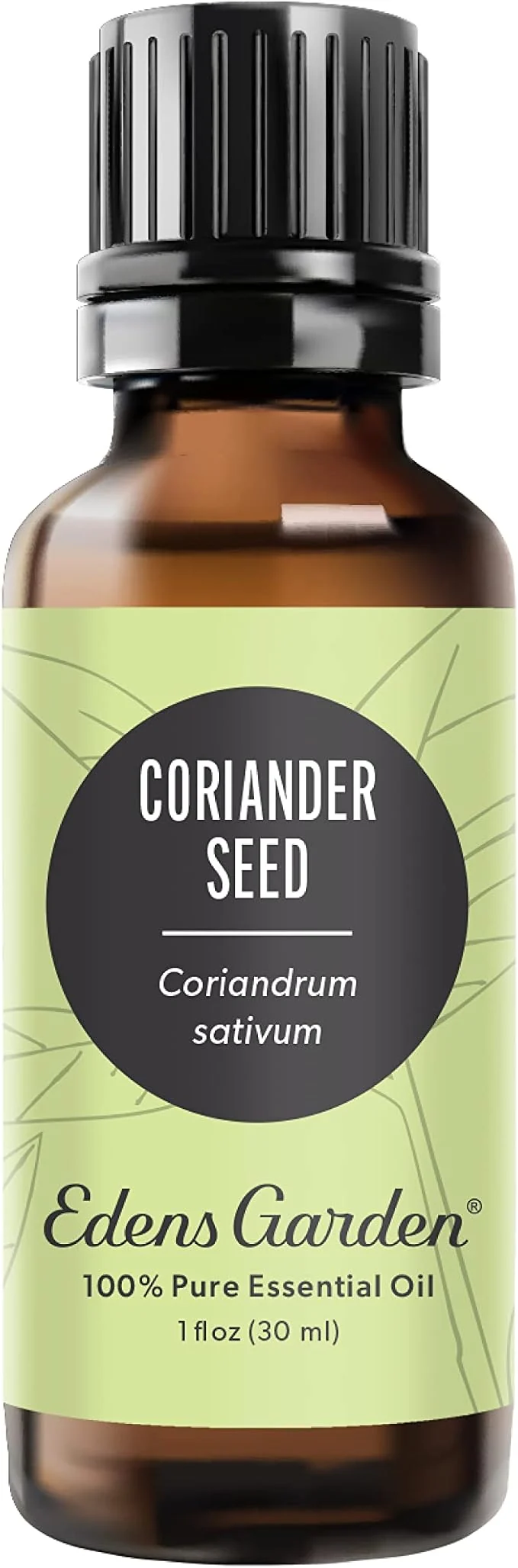 Trendy Edens Garden Coriander Seed Essential Oil- Pure Premium Grade Therapeutic Natural