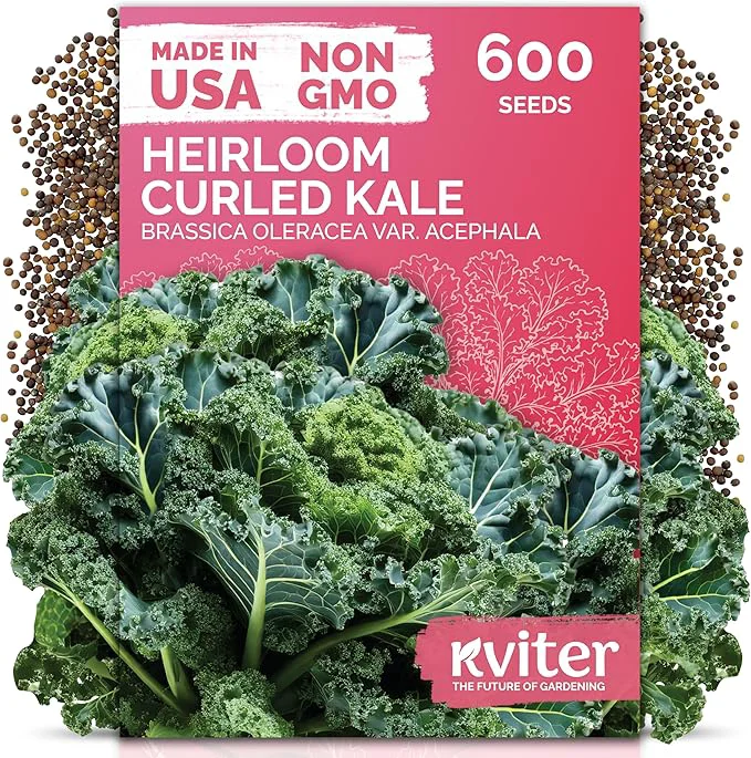 Organic KVITER 600 Vates Blue Scotch Curly Kale Seeds – Curled Green Kale Seed Packets High-Grade