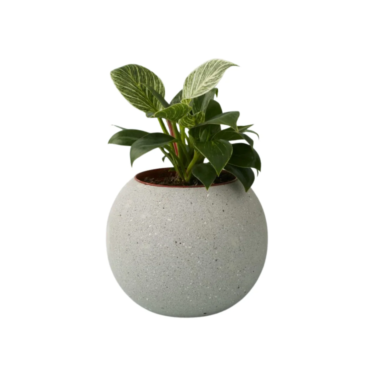 Top-Quality Atallo Cement Planter Innovative