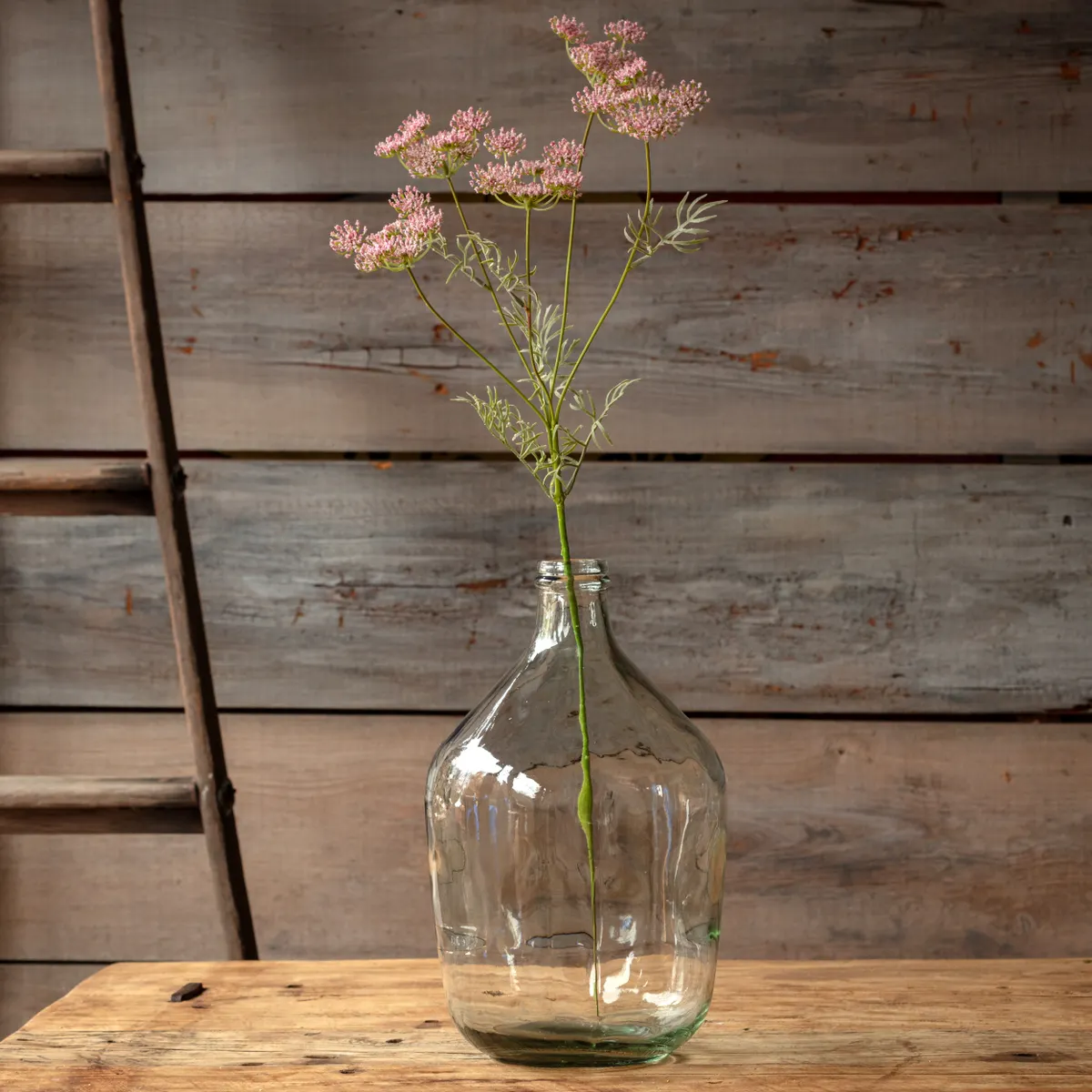 Smooth Wild Queen Annes Lace Blush Versatile