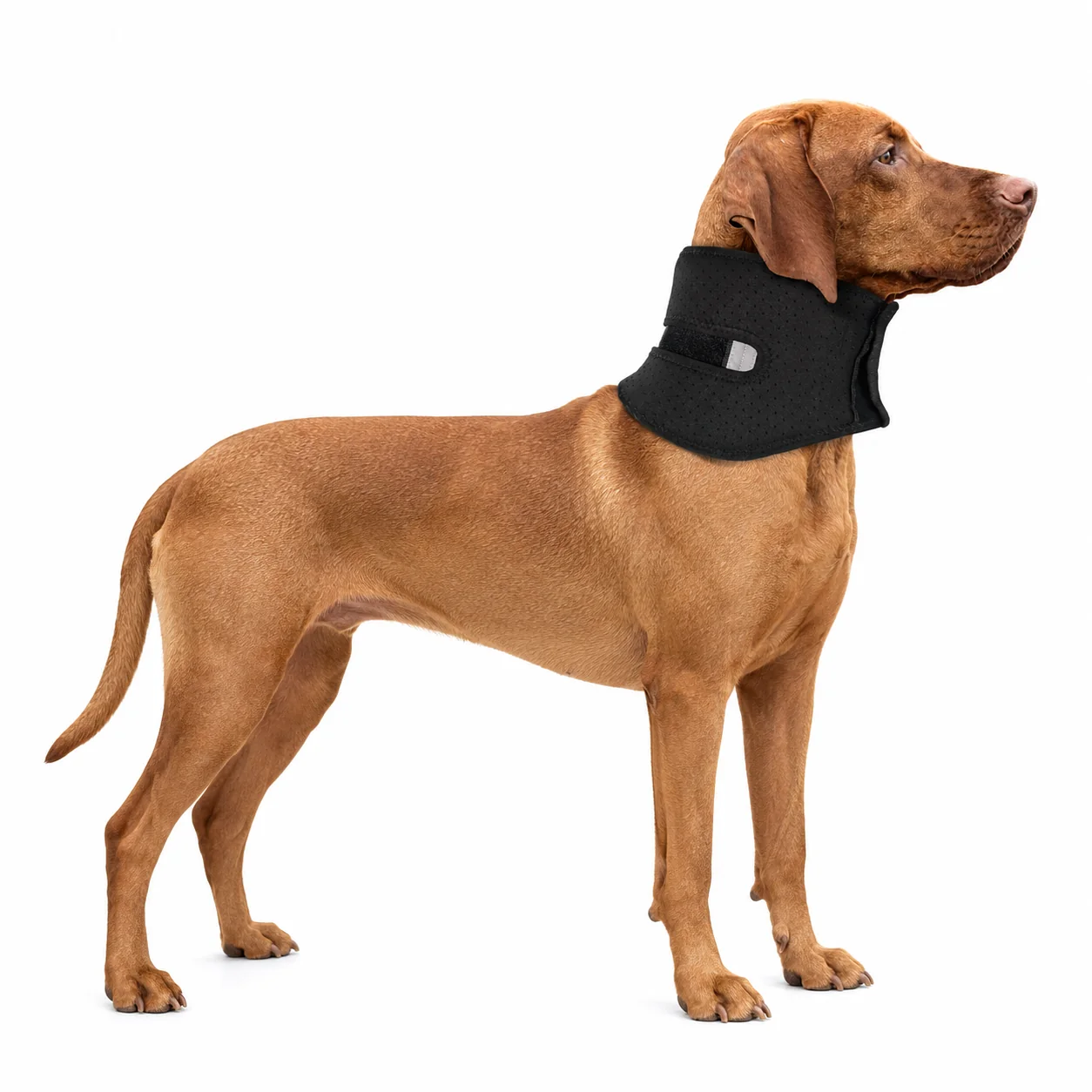 Fine Crafted Breathable Dog Neck Support Brace Carefully Designed