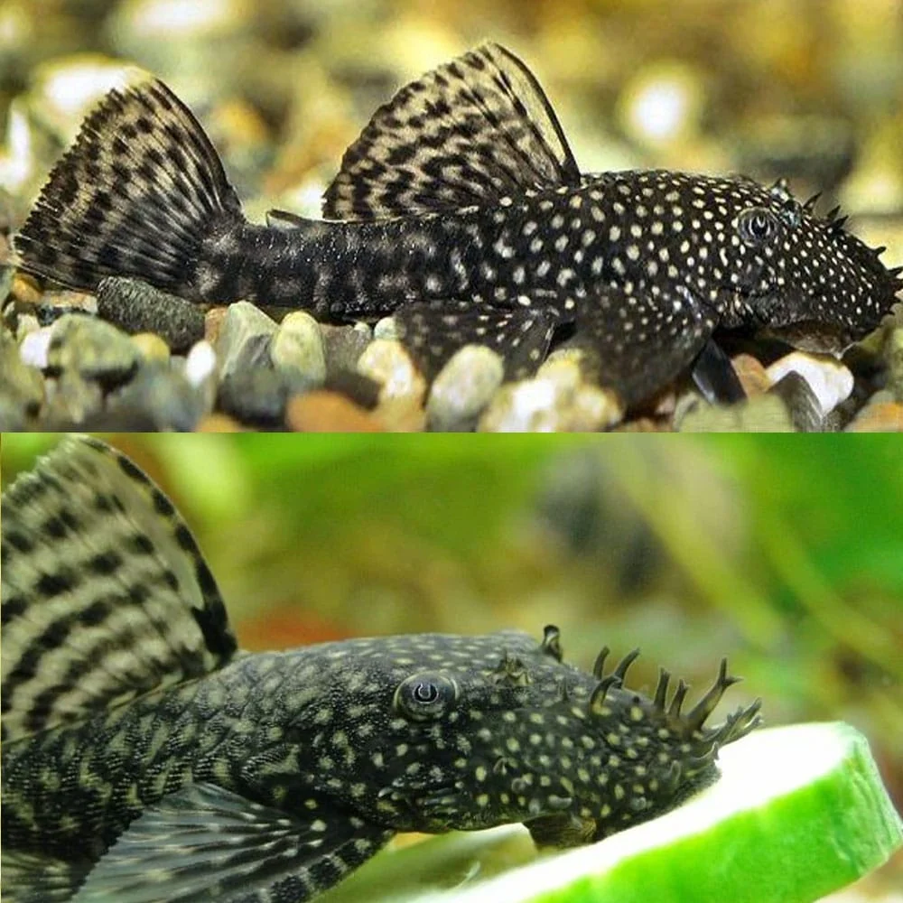 Premium Material Bushynose Pleco Bristlenose Plecostomus Proven