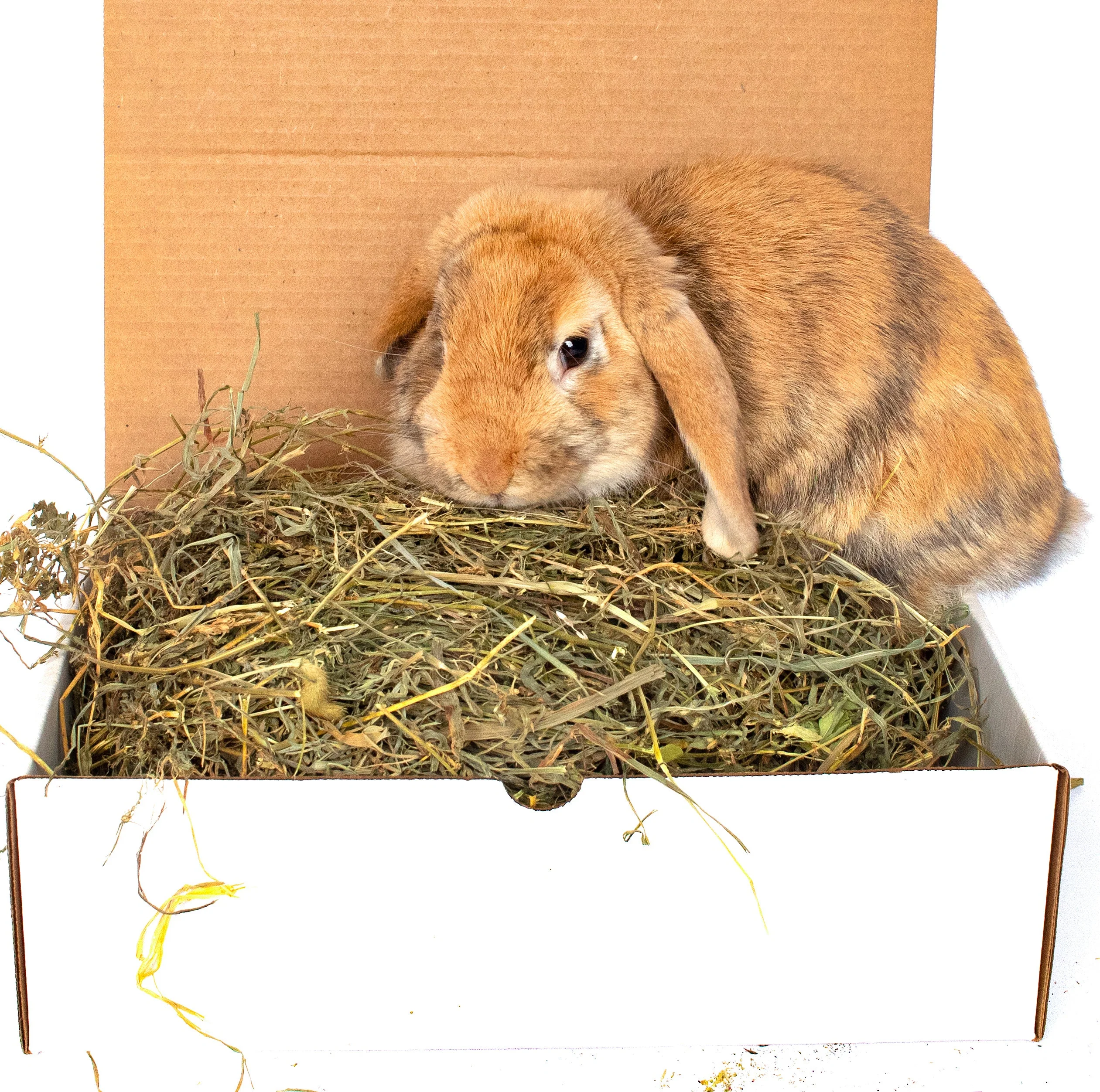 Environmentally Friendly BunLuv All Natural Alfalfa For Rabbits Guinea Pigs Chinchillas Hamsters 10 Pounds Reliable