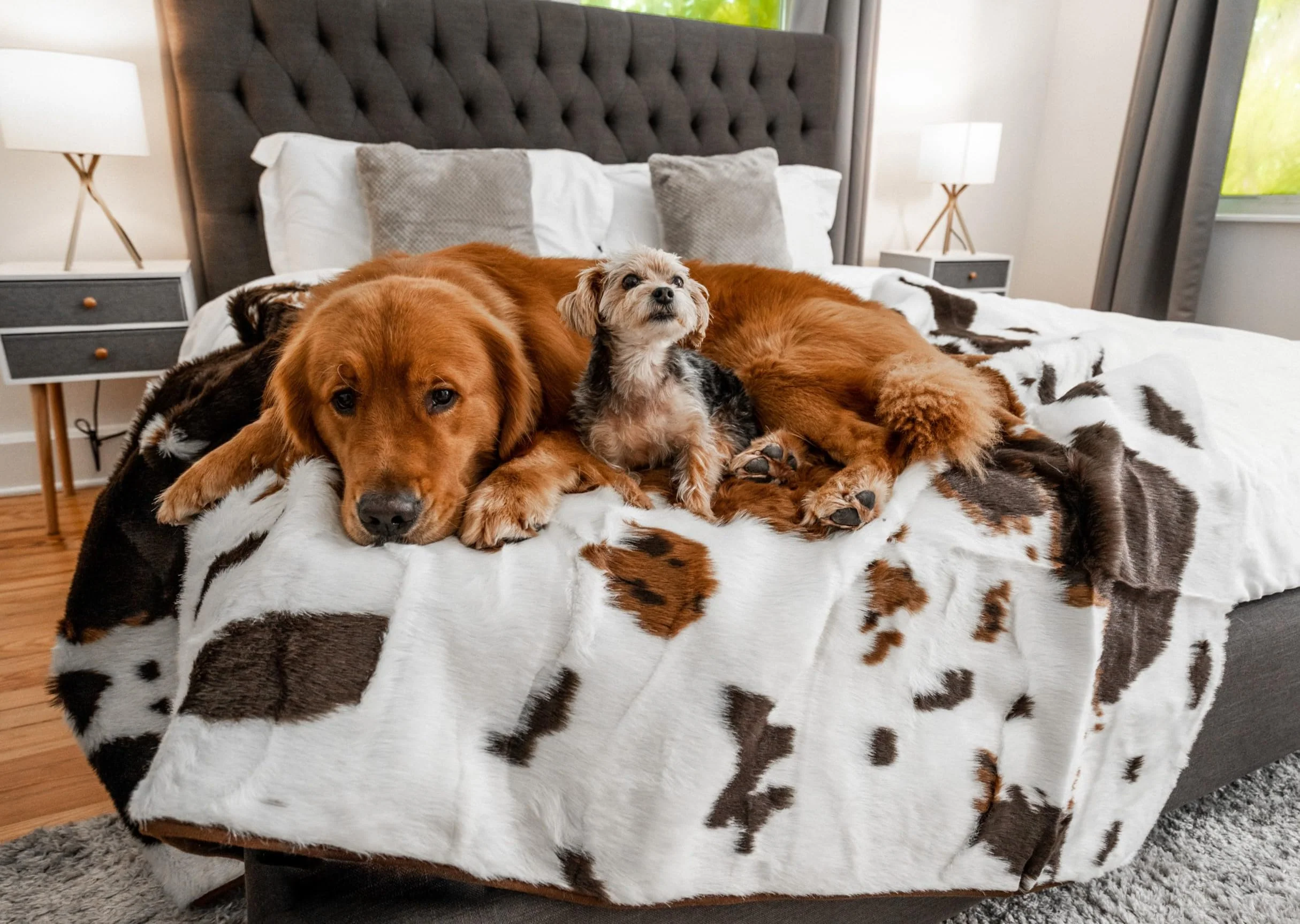 World-Class PupProtector Waterproof Throw Blanket – PAW BRANDS Calming Faux Fur 60×50 Brown Cowhide Luxury