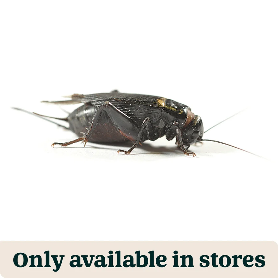 Recyclable Pets at Home Live Reptile Food Black Crickets 4th 12-18mm 100 Pack Effective