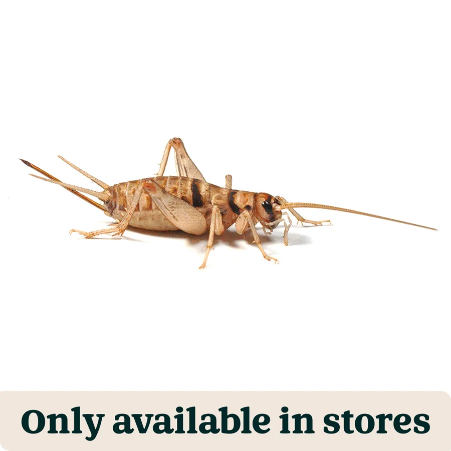 Modern Pets at Home Live Reptile Food Banded Brown Crickets 1st 3mm 200 Pack High-Grade