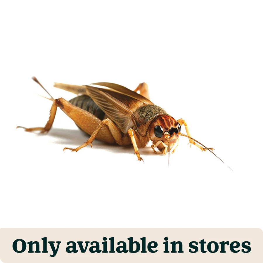 Smart Pets at Home Live Reptile Food Brown Crickets 2nd 6-8mm 1800 Pack Healthy