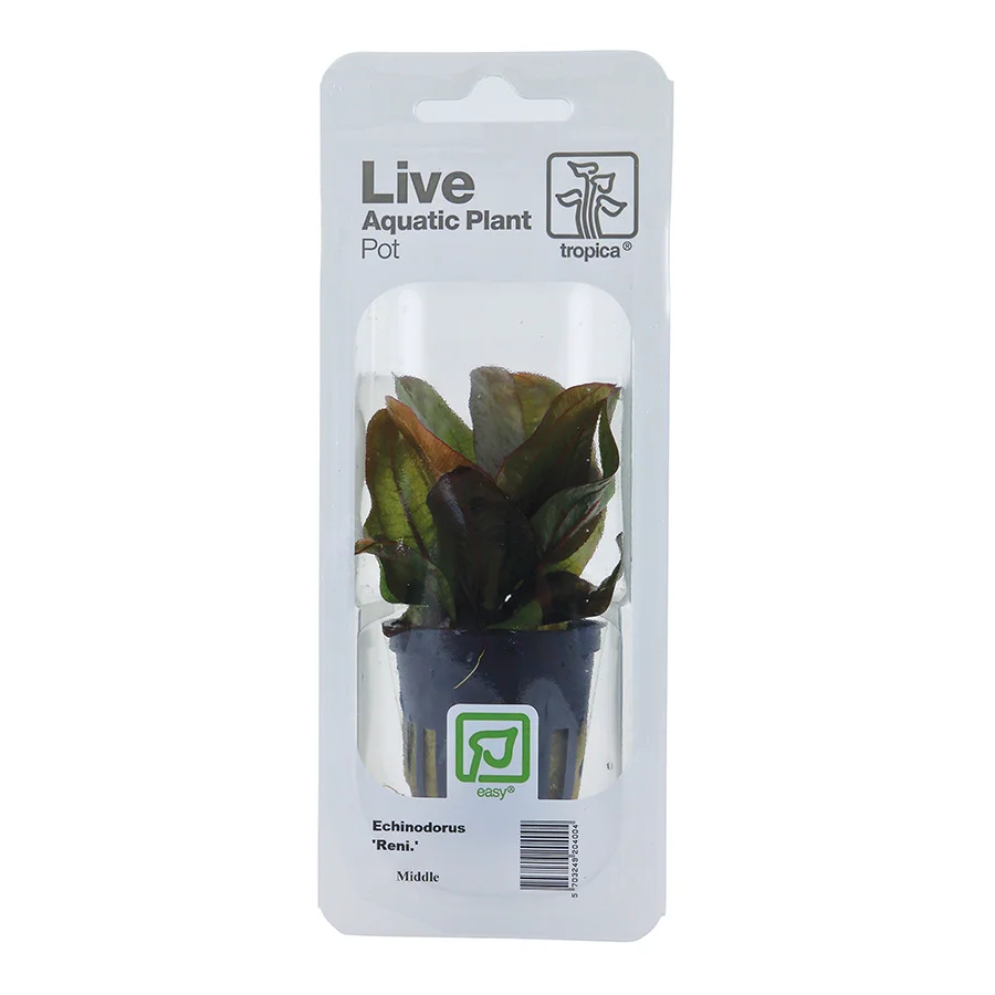 Exceptional Tropica Echinodorus x27 Reni x27 Aquarium Plant Fine Crafted